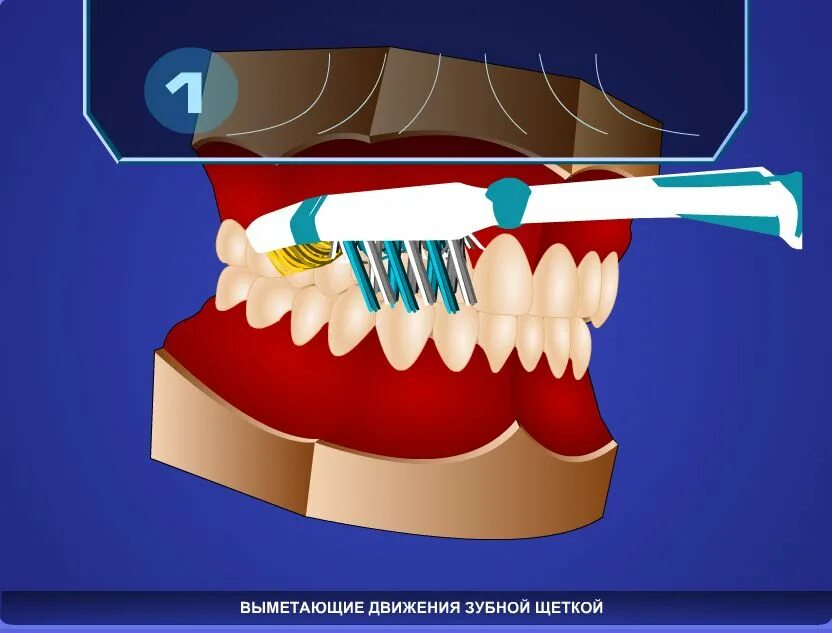 Метод басса чистка. Движения зубной щетки. Выметающие движения зубной. Круговые движения зубной щеткой. Выметающие движения зубной щетки.