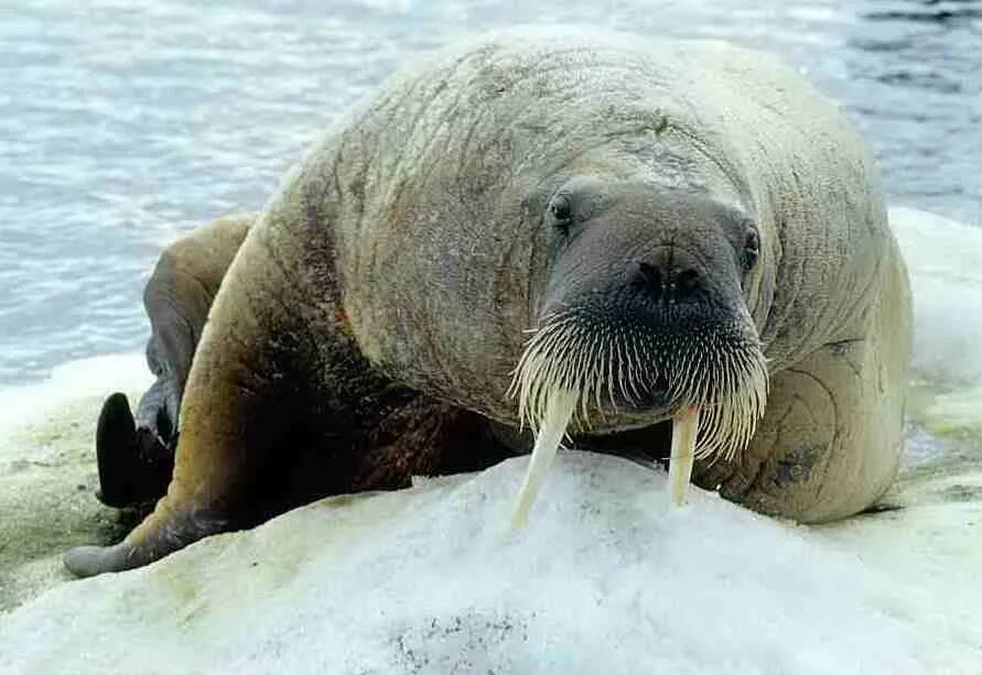 Морж Лаптевский подвид. Atlantic Walrus. Дальневосточный морж.