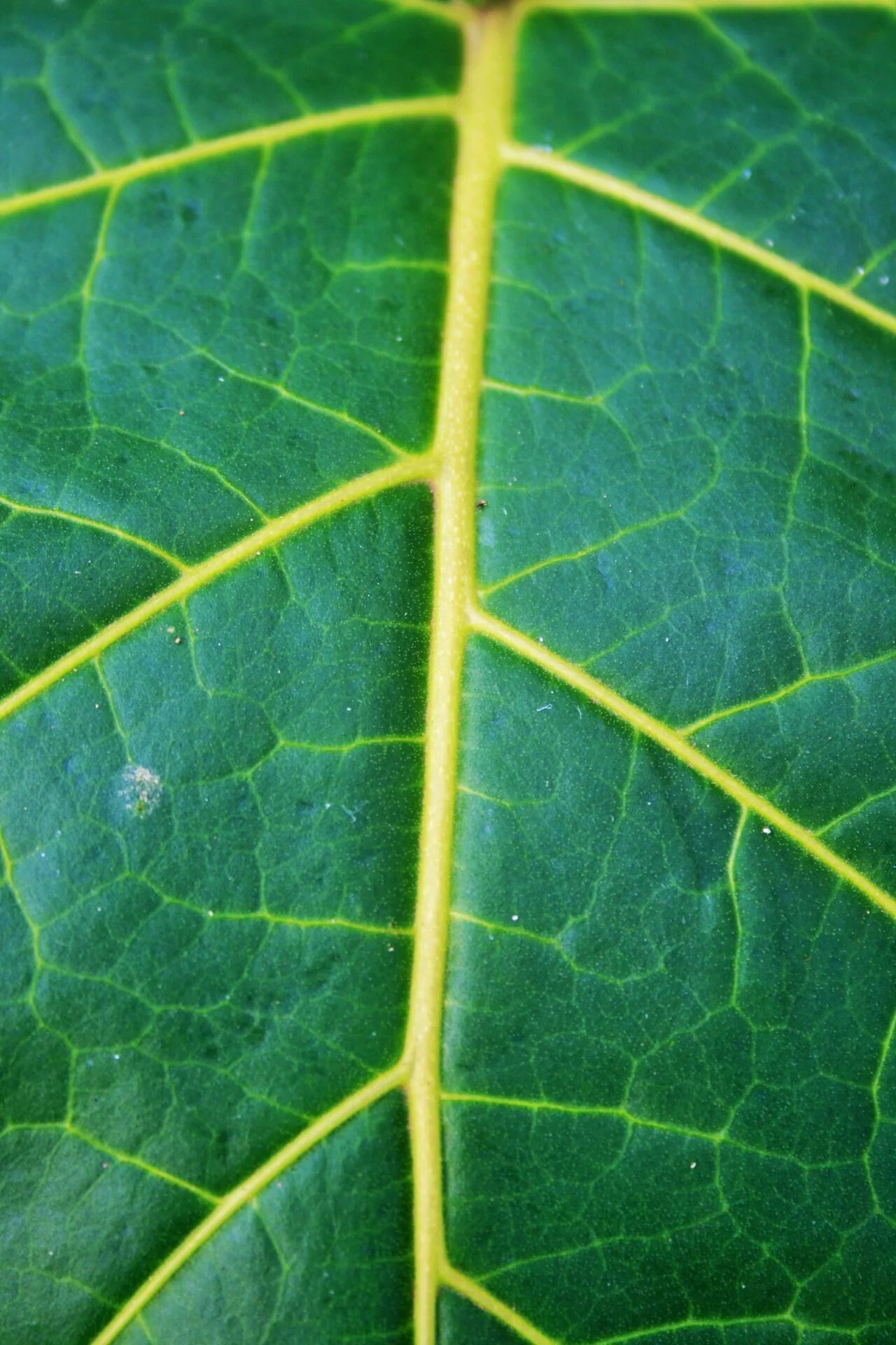 Pin on texture Leaf art, Leaf skeleton, Art