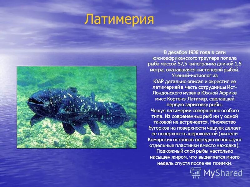 кистеперые представители. кистеперые рыбы особенности строения. отряд кистепёрые. отряд кистеперые представители. кистеперые рыбы представители.