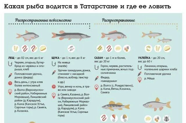 В субботу можно рыбу. Какая рыба водится в Волге. Рыба которая водится в Волге. Какие рыбы обитают в реке Волга. Виды рыб в речке.