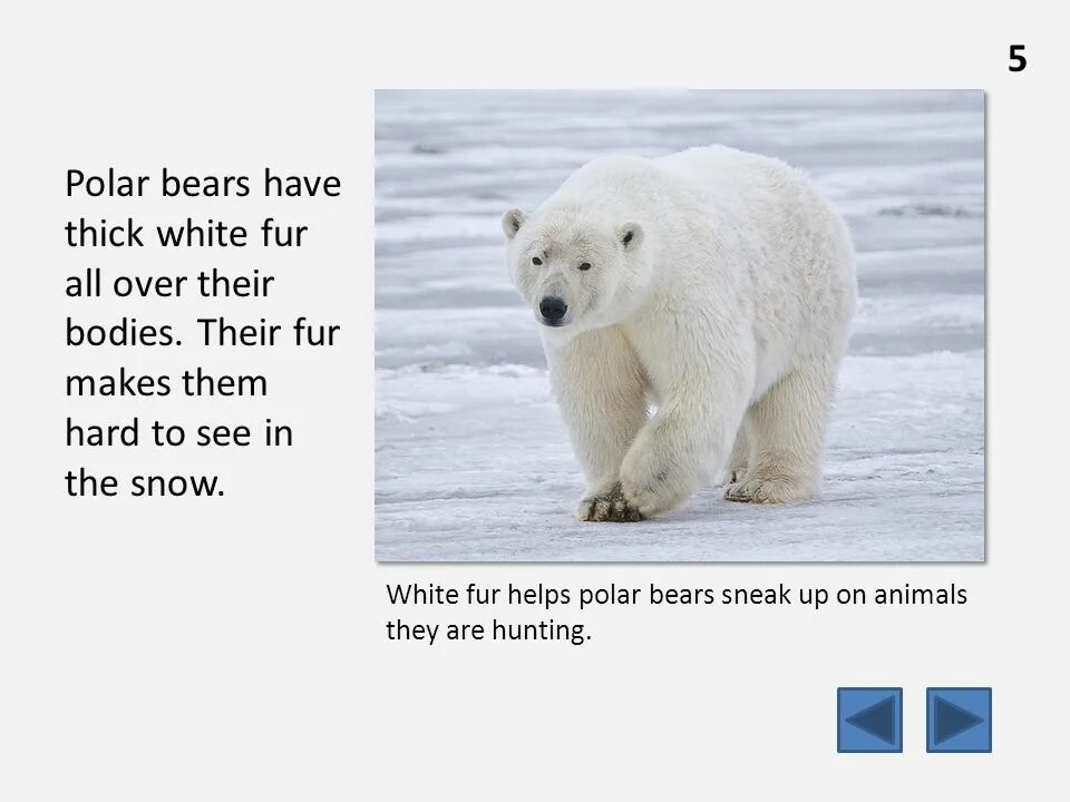 Bear bore born перевод на русский. Polar Bear топик. Белый медведь по английскому. Проект про полярного медведя на английском. Презентация на английском языке про полярного медведя.
