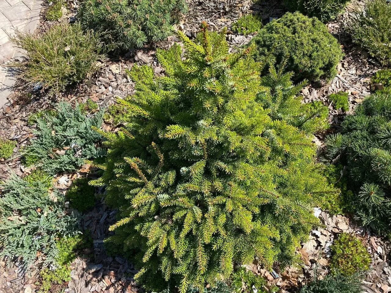 Ель сербская (picea omorika nana. Ель сербская оморика пендула. Picea omorika golden rain. Ель сербская (сорт 'aurea'). Ель сербская пендула ауреа.