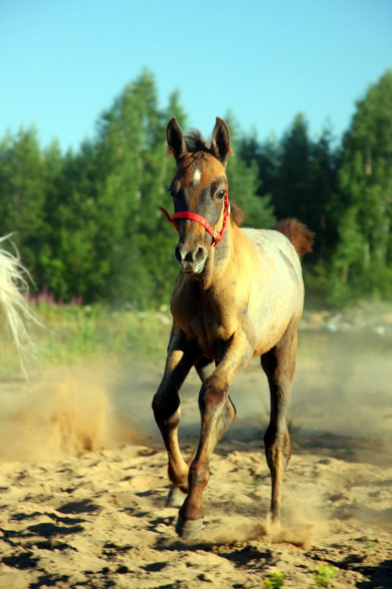Лошадь фото. Моя любимая лошадь. Фото лошади с боку. Лаурентио конь.
