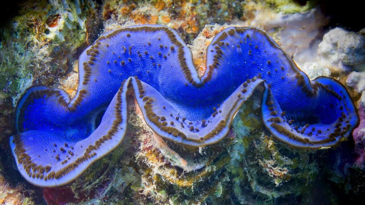 Shiny Giant Clams May Inspire New Solar Tech Almejas, Animales, Conchas