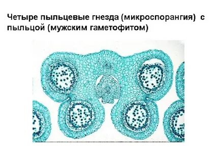 Микроспоры