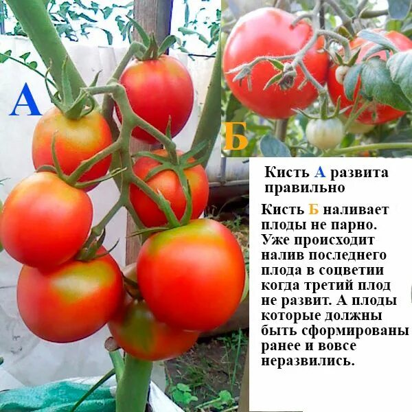 Можно ли подкармливать помидоры. Подкормка томатов. Плодоношение томатов. Томаты плодоносят. Период цветения помидор.