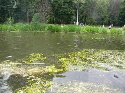 Уровень воды в реке клязьма. Река Клязьма Щелково. Река Клязьма Пушкино. Загрязненная река Клязьма в Щелково. Река в Щелково.