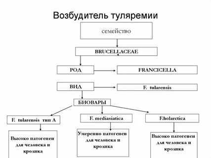 Бактерия туляремии возбудитель