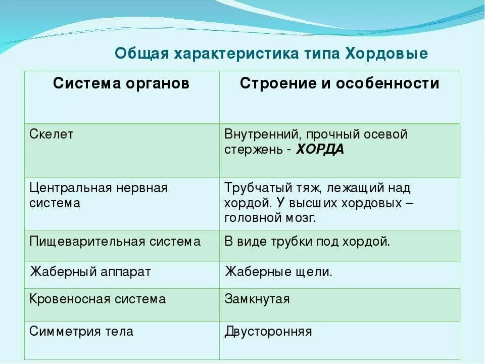 Характеристика классов рыб таблица 7 класс. Тип Хордовые системы органов таблица. Общая характеристика типа Хордовые таблица система органов. Тип Хордовые общая характеристика 7 класс таблица. Характеристика класса хордовых животных таблица.