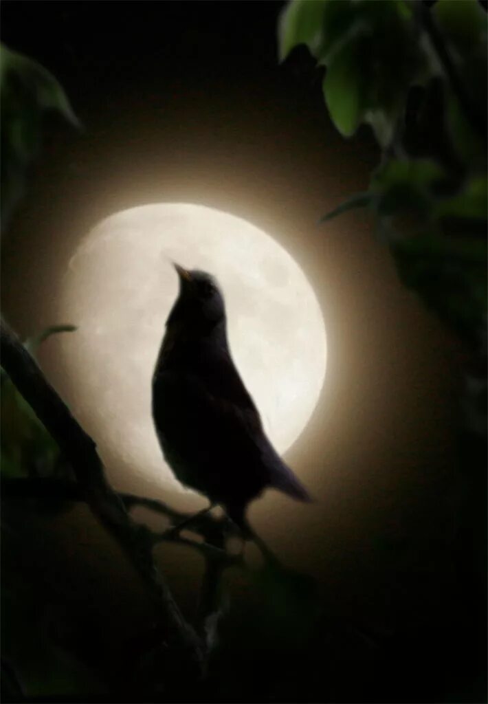 Птицы поющие вечером. Соловей ночью. Птицы ночью. Соловей поет ночью. Соловей на фоне Луны.