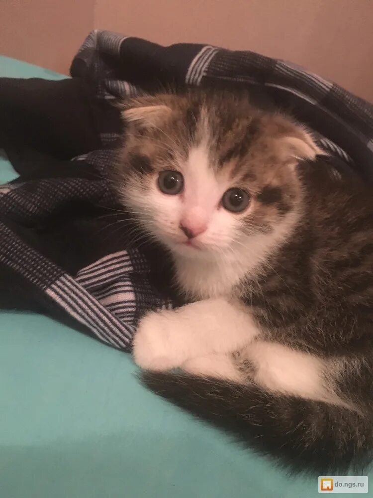 Котята уфа. Котята даром уфа. Котята в хорошие руки г. Котчта курганвислоухие авито. Котята в добрые руки уфа.