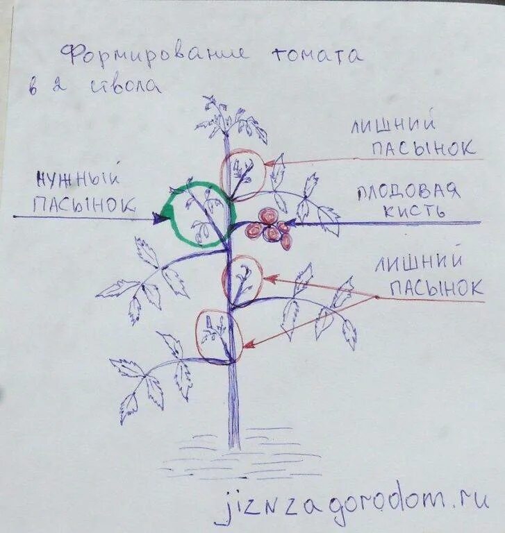 Формирование томатов в теплице в два стебля схема. Схема пасынкования помидоров. Схема правильного пасынкования томатов. Формирование томатов в 2 стебля схема.