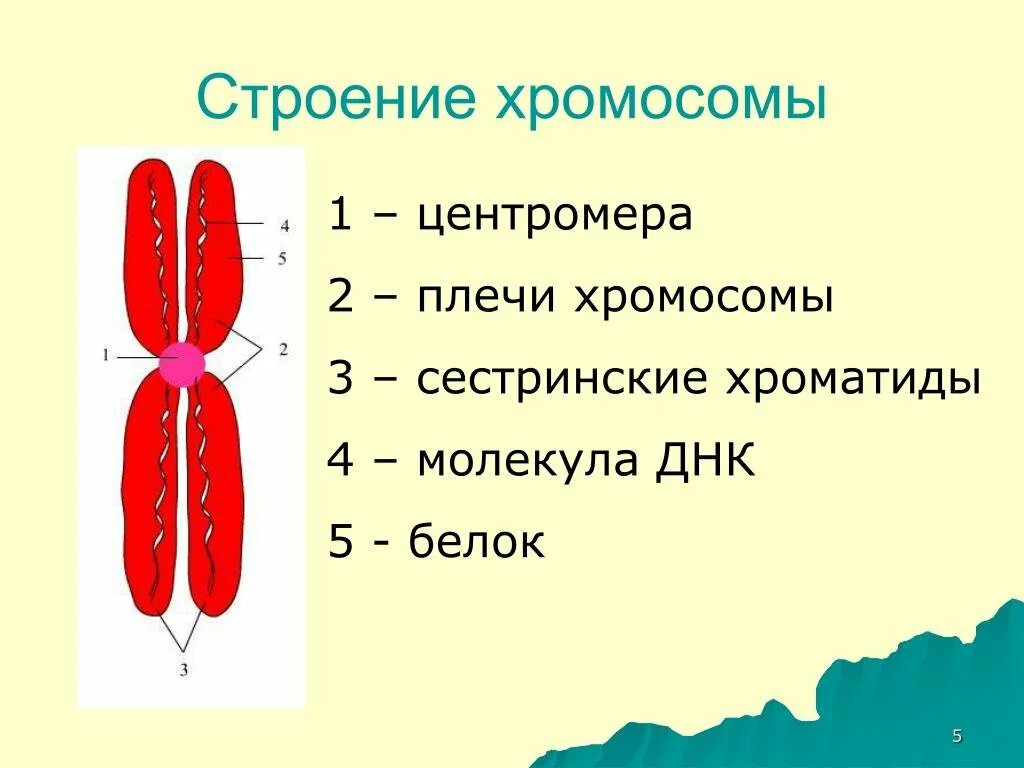 Структурным компонентом хромосом. Схема строения хромосомы. строение хромосомы хроматида рисунок. строение клетки хромосомы. строение хромосомы 9 класс.