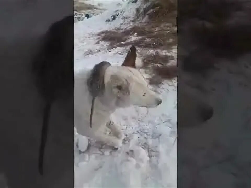 Замерзшая птица. Замерзшие звери в якутии. Замерзшие звери в якутии. Замерзшие животные в якутии 2021. Животные замерзли заживо.