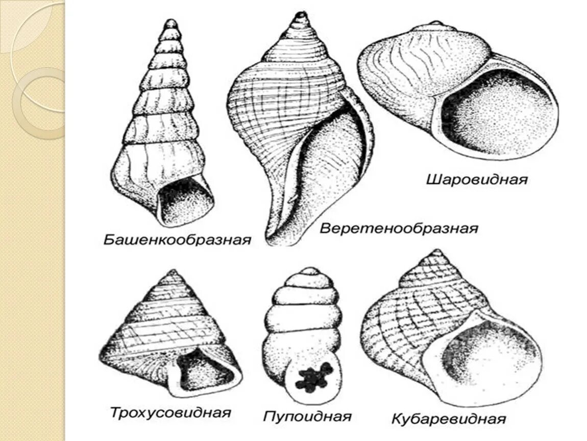 Внешнее строение раковины брюхоногих моллюсков. Внешнее строение раковины брюхоногого моллюска. Строение раковины брюхоногих. Внутреннее строение раковины брюхоногих моллюсков. Ракушка форма женского органа