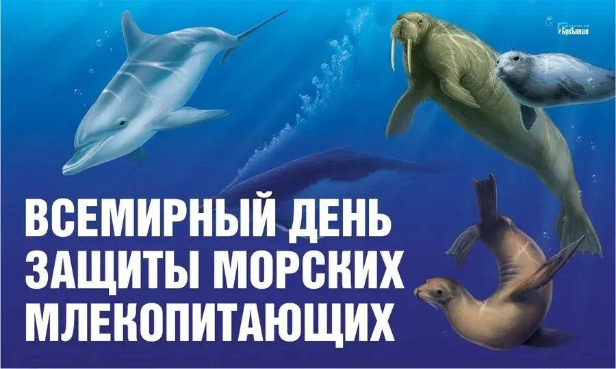 19 февраля день чего. Всемирный день защиты морских млекопитающих. 19 февраля всемирный день защиты морских млекопитающих. всемирный день защиты морских млекопитающих (день кита). день кита 19 февраля.