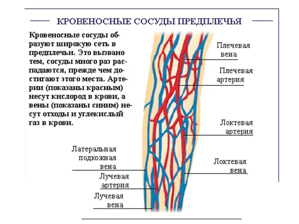 Кровеносные сосуды на руке человека схема. Кровеносная система верхних конечностей. Анатомия верхней конечности сосуды и нервы. Сосуды предплечья схема.