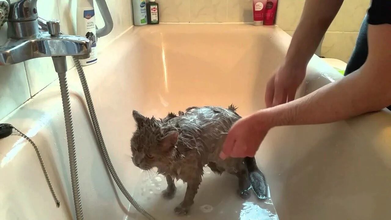 Когда можно мыть котенка. Мытье котенка. помытый котенок. котенок купается в ванне. британский кот купается.