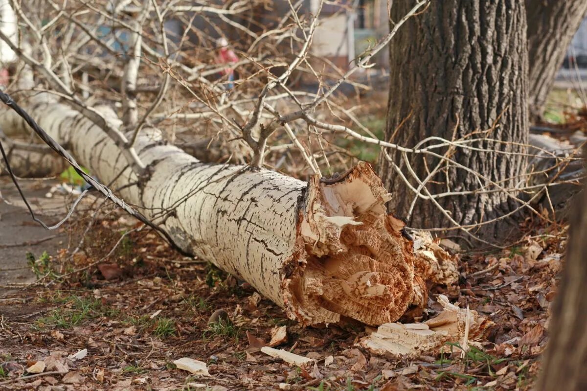 Дерево под ветром. Деревья после урагана. Сильный ветер деревья. Дерево от ветра. Тайфун ураган смерч торнадо шторм.