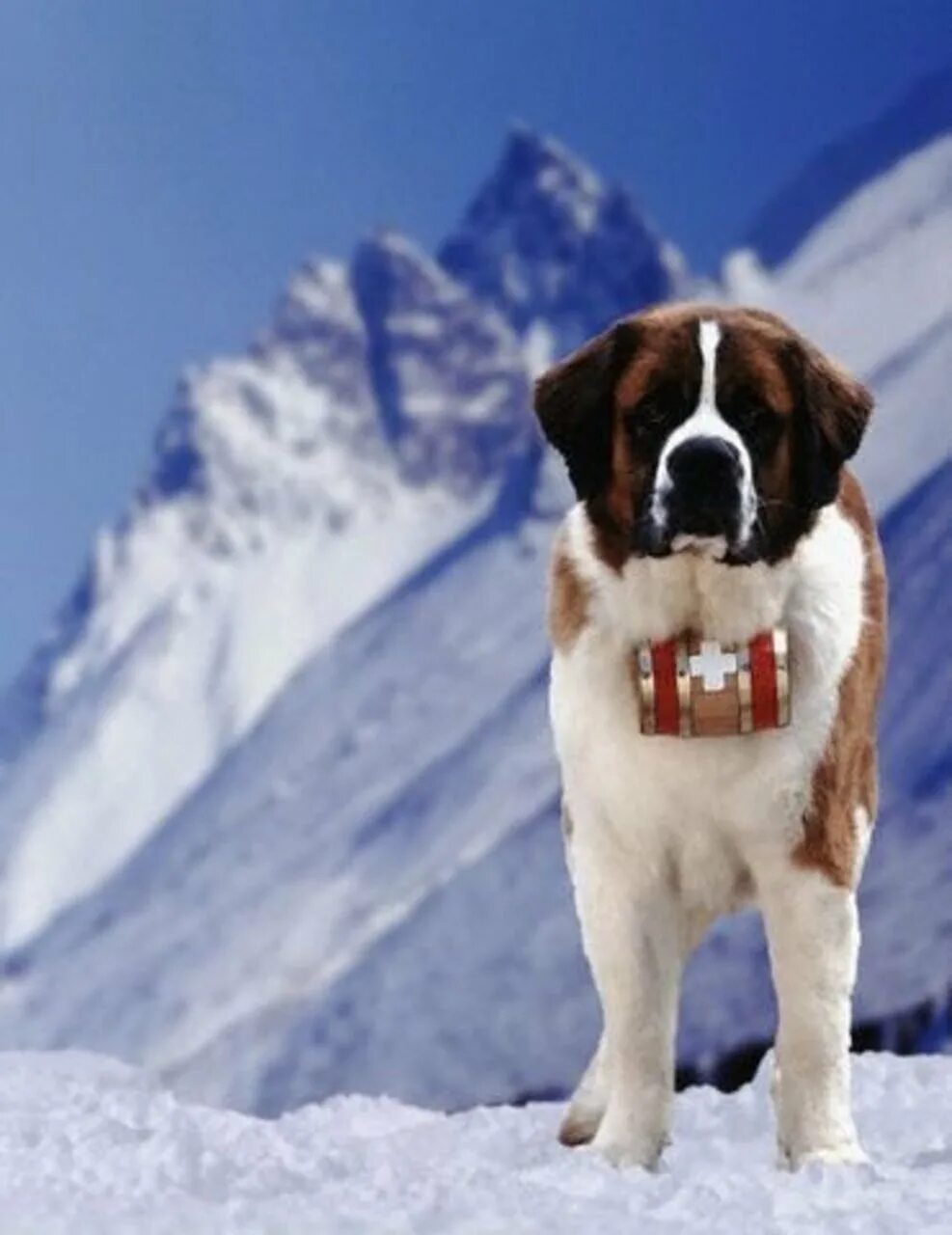 Сенбернар собака спасатель. Сенбернар швейцария. Сенбернар. Сенбернар в альпах. Монастырь сен бернар.