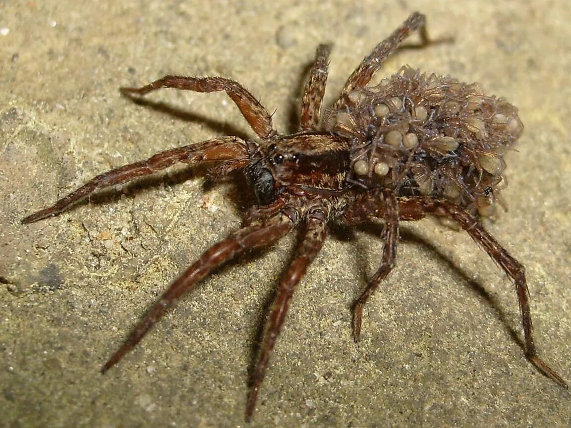 Национальная галерея ямайки. Деревянный паук. Паук плетет паутину. Цербал аравийский паук. Паук птицеед голиаф.