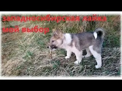 Песни из лайка без мата