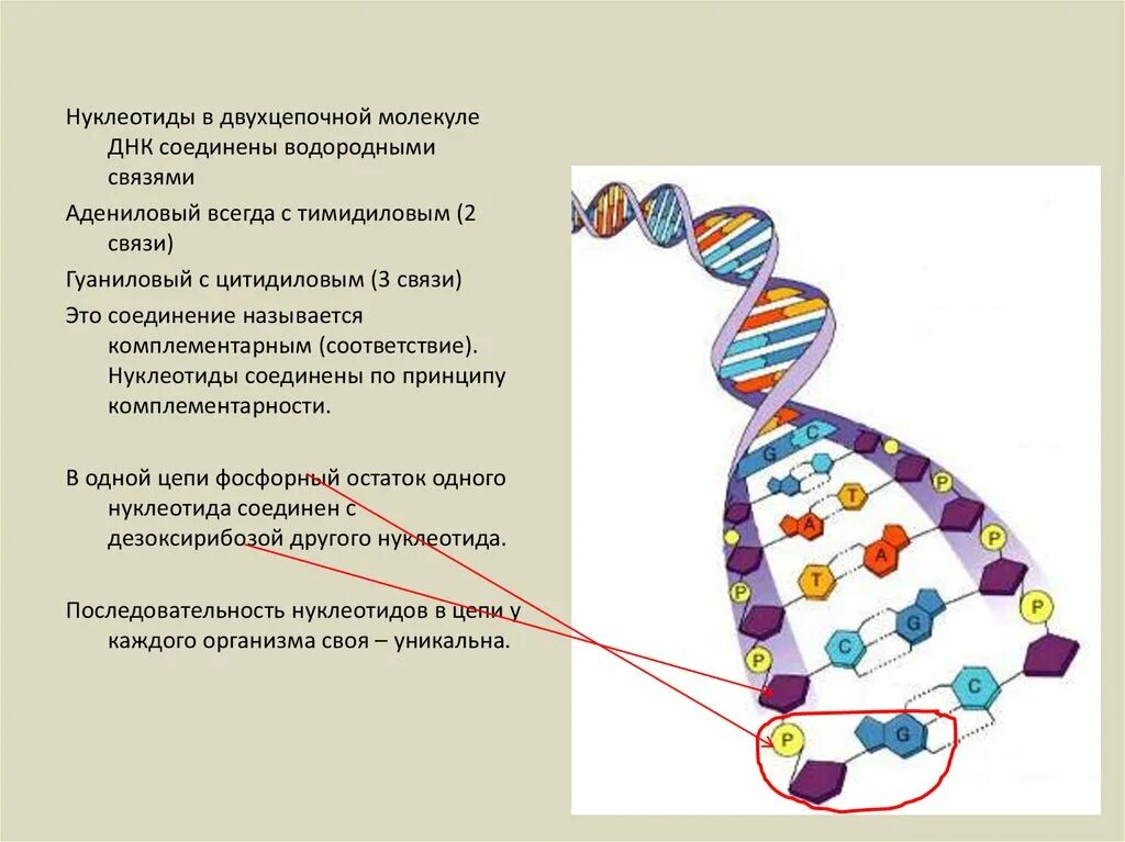 Как называются цепи днк. Связи в ДНК. Связь нуклеотидов в ДНК. Связи между нуклеотидами в ДНК. ДНК цепочка нуклеотидов.