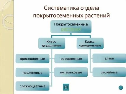 Систематическая группа кактуса