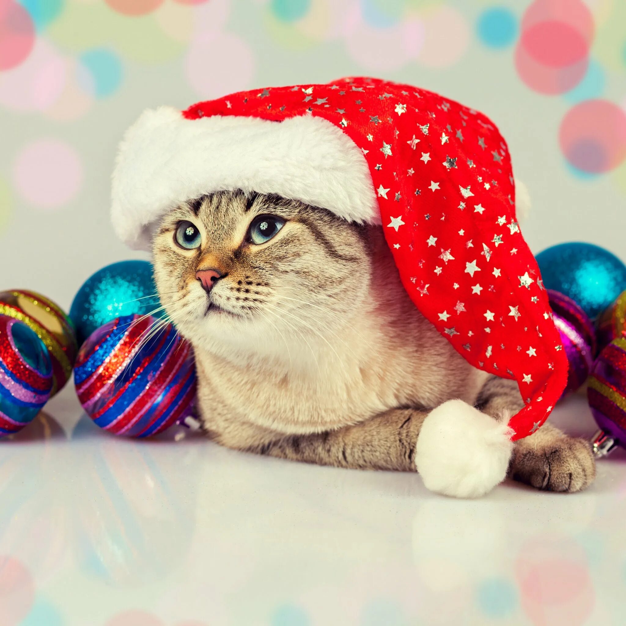 Включай про новый год. Новогодний котик. Котик в новогодней шапке. Новогоднего настроения открытки. Хорошего новогоднего настроения.