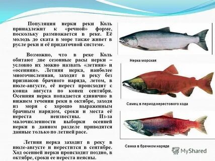 Горбуша это красная рыба или нет