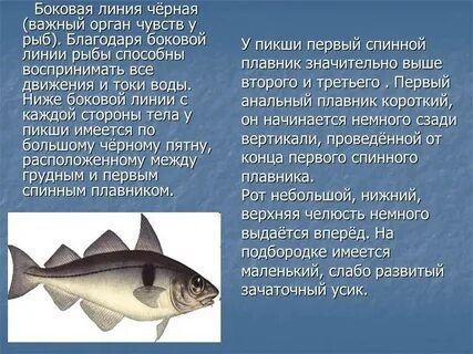 Наличие боковых