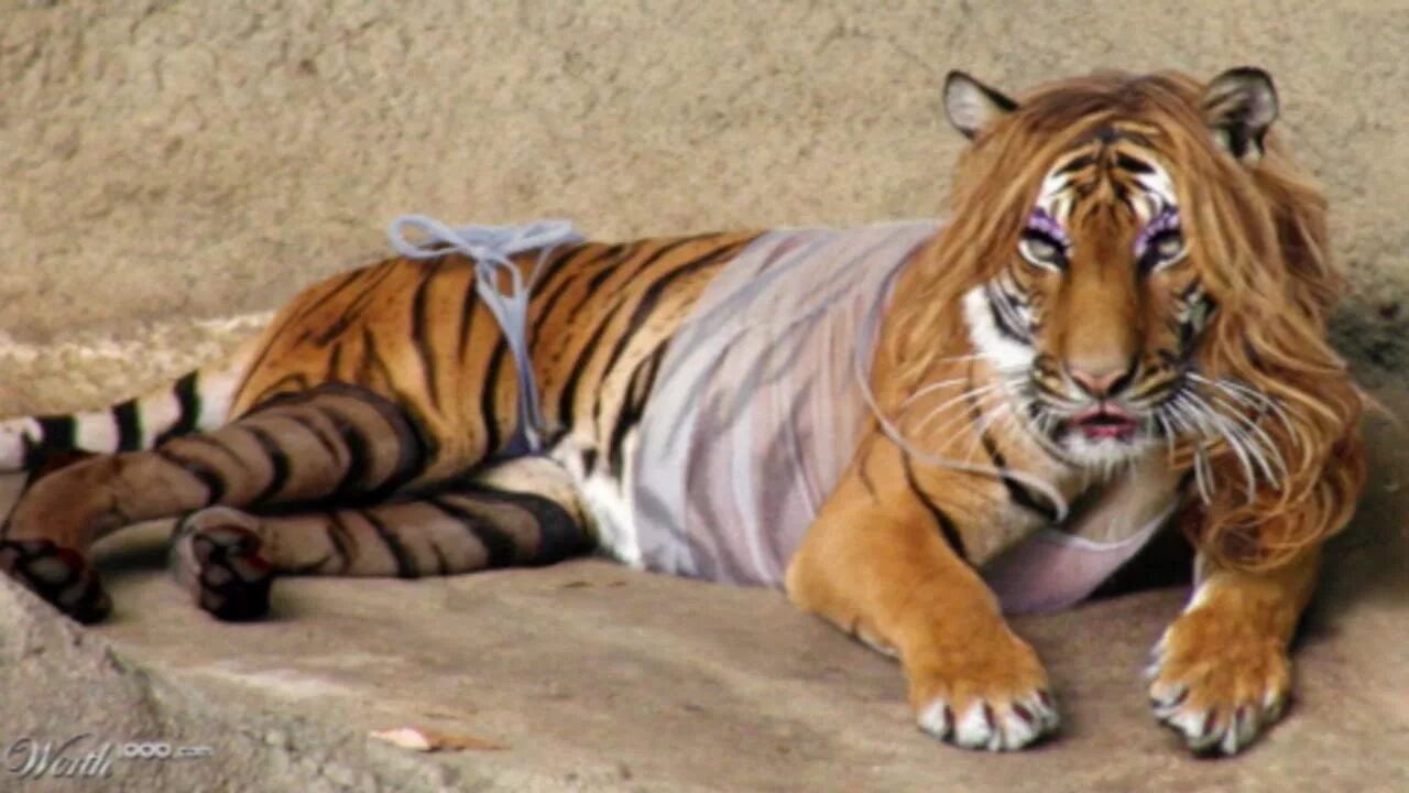 Тигр без шерсти. Балийский тигр. Лысый тигр лысый тигр. Африканский тигр. Облысевший тигр.