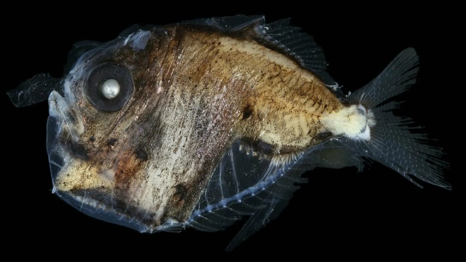 Трепещущая рыба. Глубоководная рыба marine hatchetfish. рыба топорик марианская впадина. рыба удильщик самец. колючий топорик рыба.