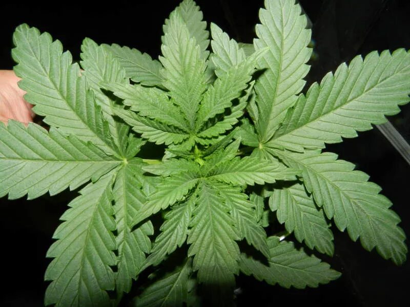 Costa Rica Legalizing Growing Marijuana for Personal Use The Costa Rican Time
