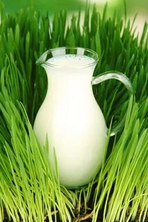 Grass milk