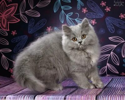 Кошки длинношерстные и короткошерстные