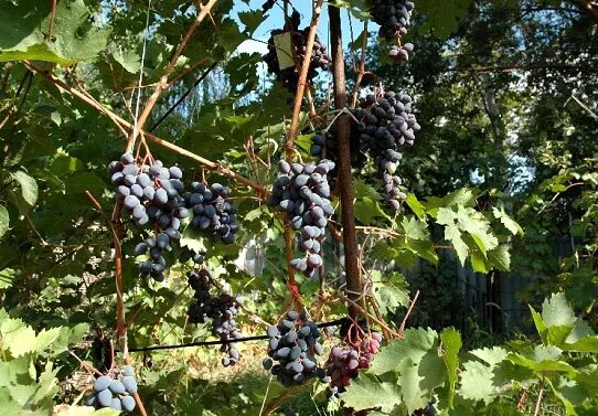 Виноград амурский vitis amurensis. Саженцы амурский прорыв. Виноград каберне совиньон. Виноград сорт один амурский прорыв. Виноград амурский потапенко 1.