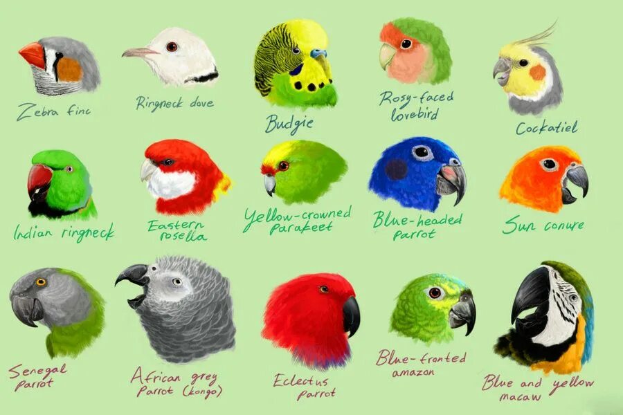 Птица жако. Девять попугаев. Цвет жако. Цветовые мутации попугаев жако.
