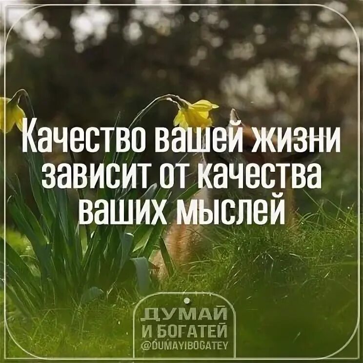Напрямую зависит от качества. Качество жизни зависит от. качество жизни зависит от качества мыслей. качество вашей жизни зависит от качества ваших мыслей. цитаты про качество жизни.