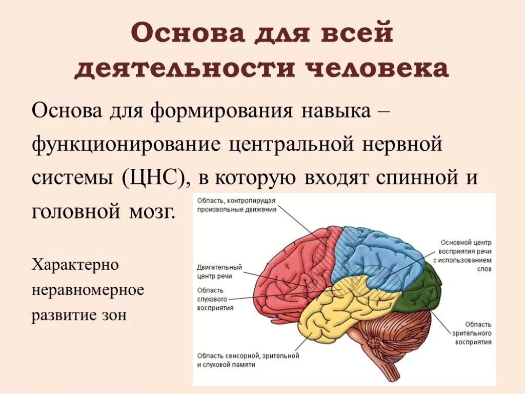 Что характерно для мозга человека. Мозг человека анатомия кратко. Что характерно для мозга человека. Строение и функции отделов ствола головного мозга. Мозжечок анатомия функции.