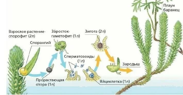 Что является спорофитом и гаметофитом хвоща