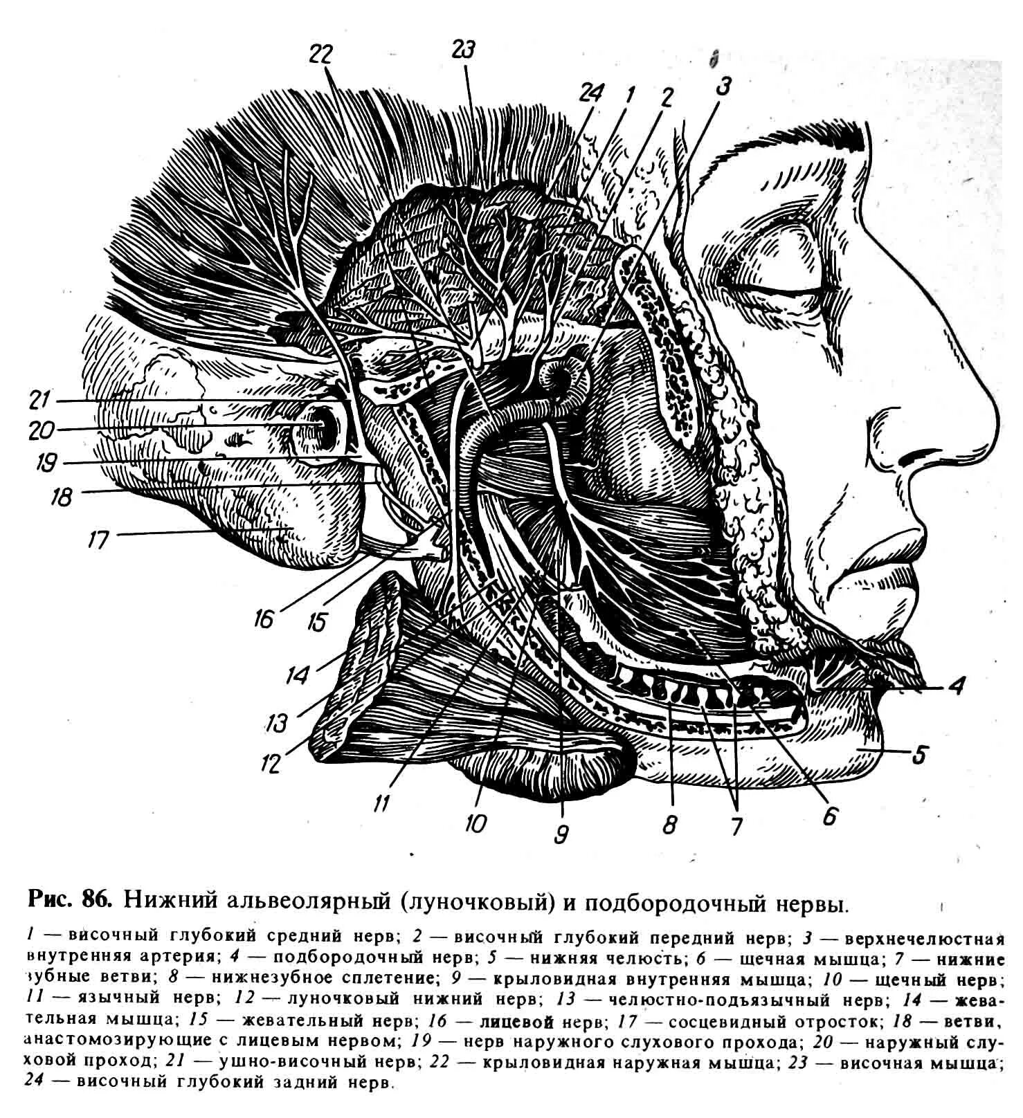 Лицевой нерв челюсти. Ушно височный нерв латынь. Нижний луночковый нерв анатомия. Нижний луночковый нерв латынь. Ушно-височный нерв анатомия.