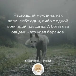 Как волк у мужика жил