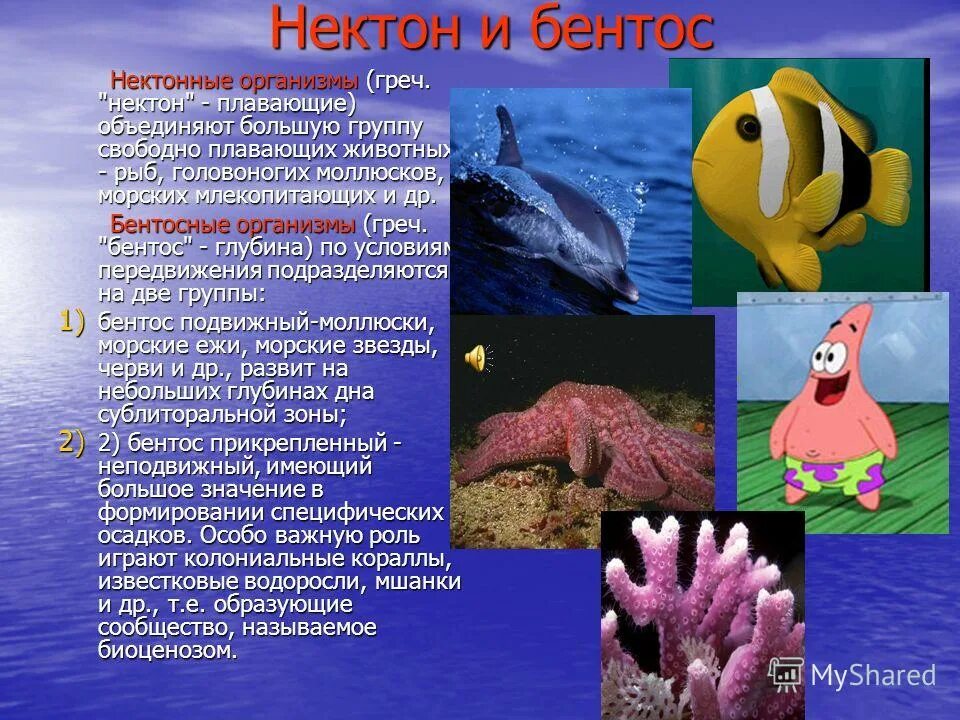 Бентос глубина. Зоопланктон нектон бентос. представители нектона. нектон организмы. бентосные организмы.