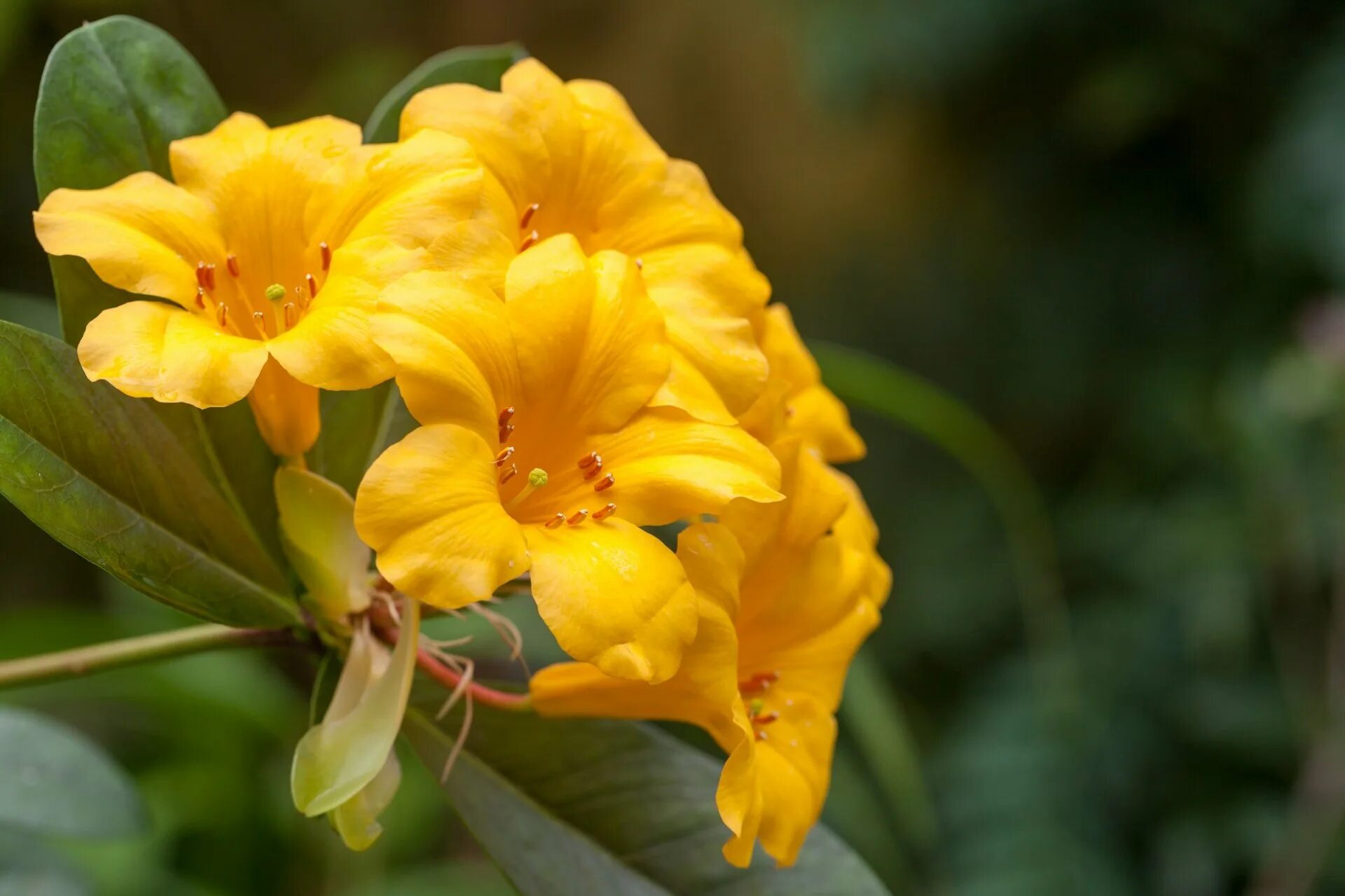 Желтые тропические цветы Юга Америки. Желтый тропический цветок. Красивые цветы желтые тропические. Тропики желтые.