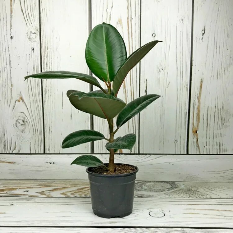 Как отличить фикус. Фикус elastica robusta. фикус каучуконосный робуста. фикус каучуконосный ficus elastica. фикус каучуконосный эластика робуста.