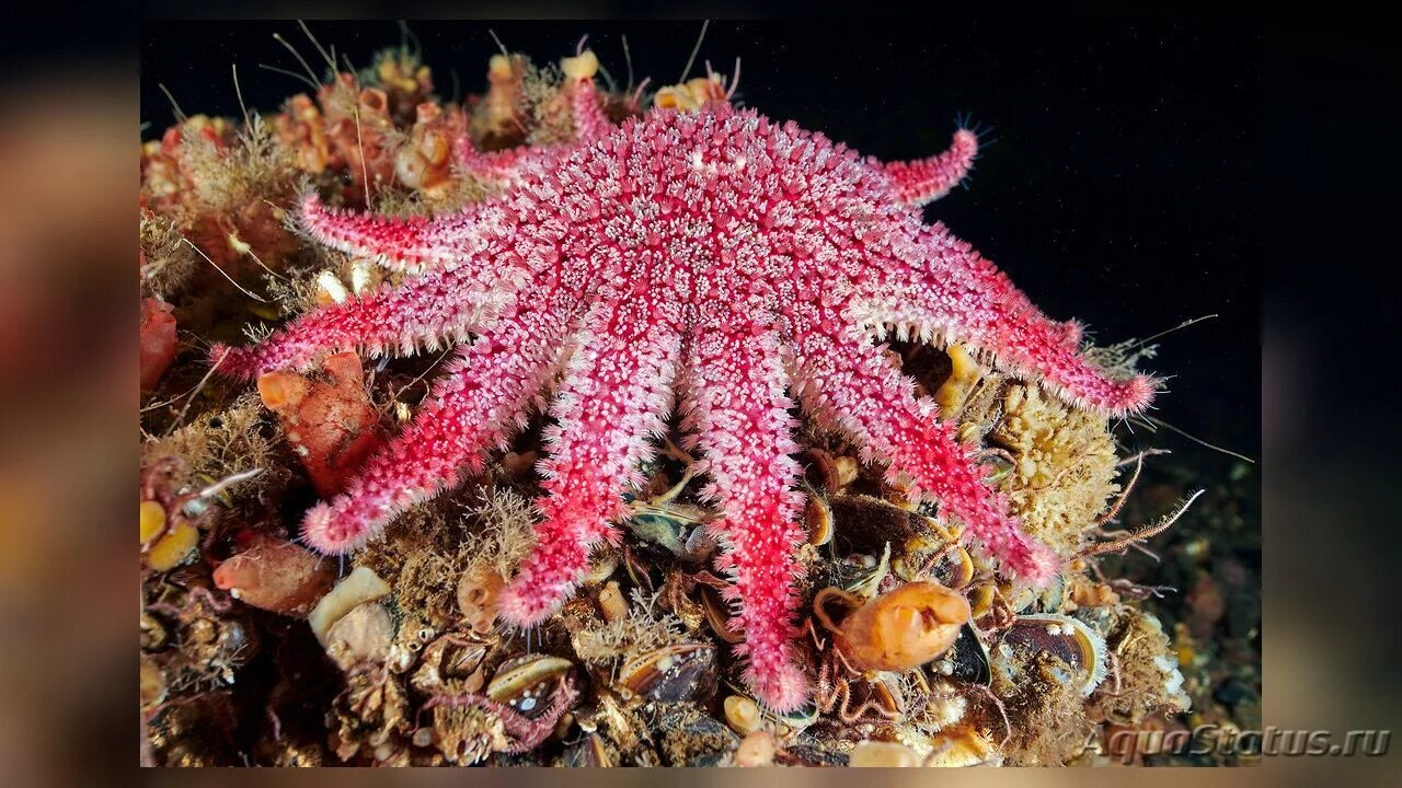 Морская звезда крассастер. Crossaster papposus. Морская звезда гониактиниды. Морская звезда патирия. Морские звезды системы