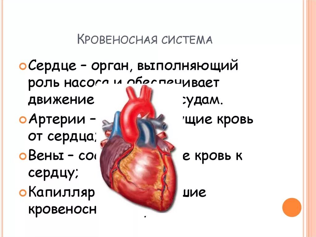 В какую систему органов входит сердце. Кровеносная система сердца. Кровеносная система человека сердце.