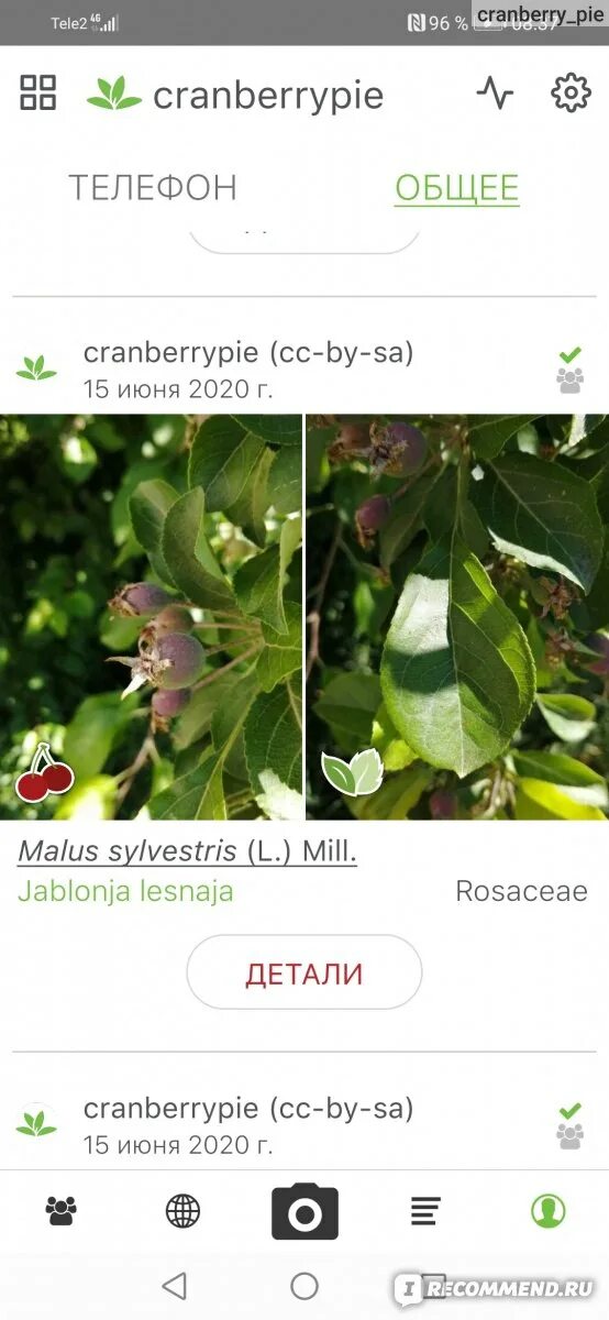 Программа по распознаванию растений. Приложение для определения растений. Приложение для определения растений по фотографии. Приложение распознающее растения. Распознаватель цветков.